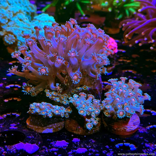 Check out these beautiful Torch Coral