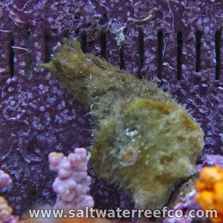 Sea Hare Wedge