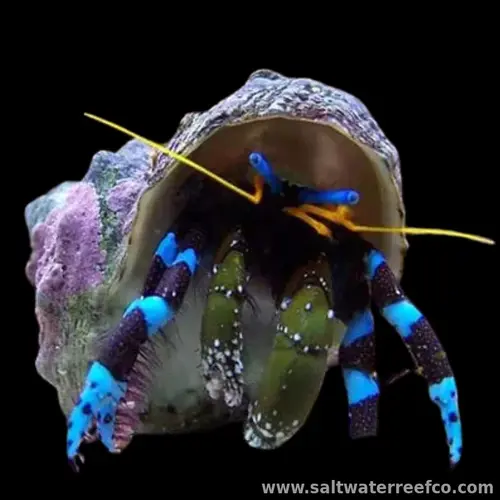 Blue Leg Hermit Crab