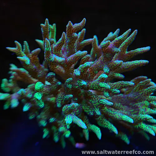 Pink Bird's Nest Coral is a fast-growing SPS species