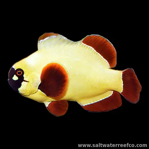 Maroon Clownfish Maroon Clownfish