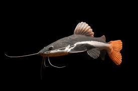 Red Tail Catfish
