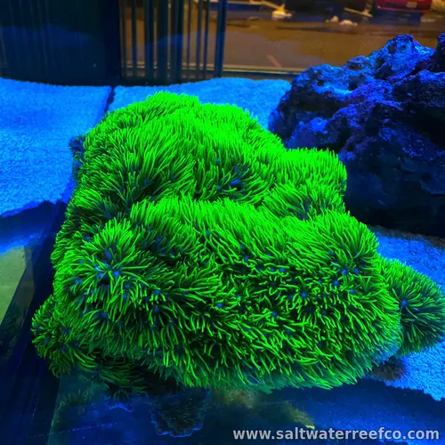 Branching Green Star Polyps are hardy soft corals