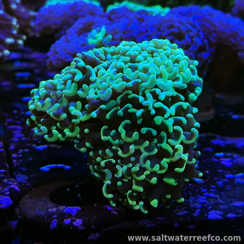 Orange branching hammer coral (Euphyllia paraancora)