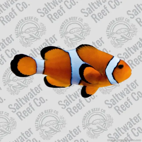 Check out this classic Ocellaris Clownfish