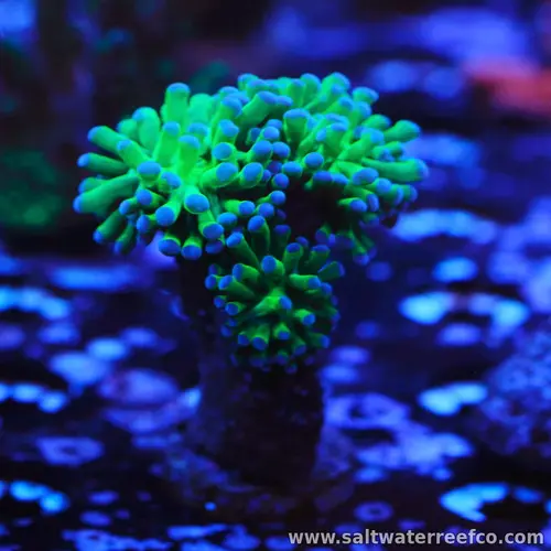 Each coral you receive features three identical