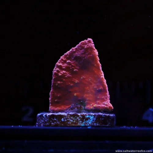 Check out this Hot Pink Montipora Cap