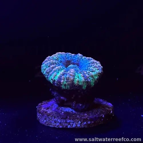Australian Button Coral (Scolymia)