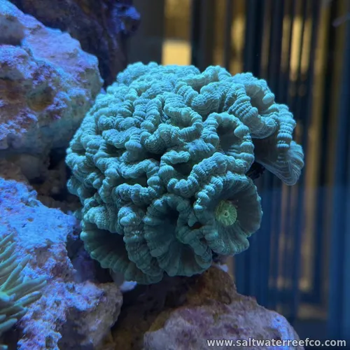 Chunky Acan / Micromussa – insane texture, deep ridges, and rich green