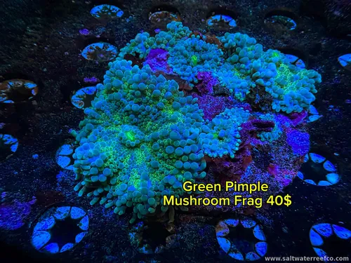 Green Pimple Mushroom Frag 🌊