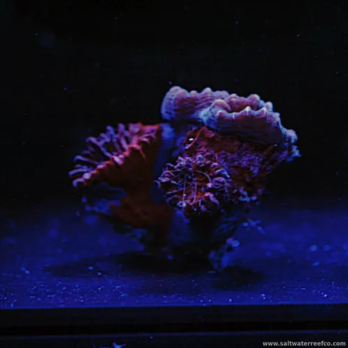 Check out these beautiful reef coral frags with vibrant colors