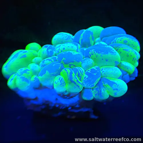 Toxic Green Bubble Coral