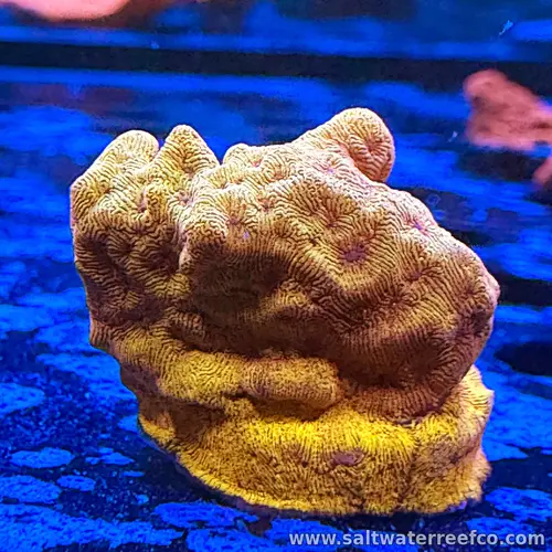 24K Lepto is a stunning wrinkle coral