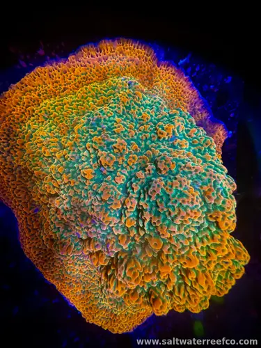 The RR Tropic Thunder Montipora is an easy-to-care-for SPS coral