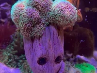 🌿 Fully Established Coral Groot Displays 🌿
