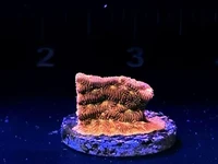 Coral Reef Aquariums