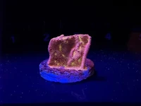 Coral Reef Aquariums