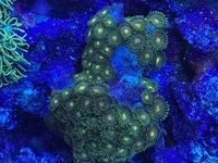 Coral Reef Aquariums