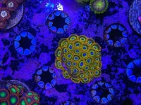 Coral Reef Aquariums