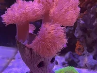 🌿 Fully Established Coral Groot Displays 🌿