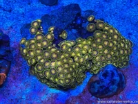 Coral Reef Aquariums