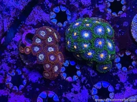 Coral Reef Aquariums