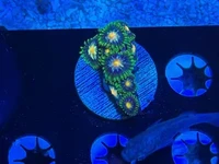 Coral Reef Aquariums
