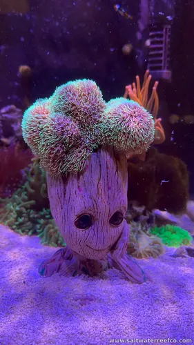 🌿 Fully Established Coral Groot Displays 🌿