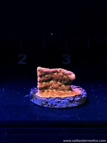 Coral Reef Aquariums