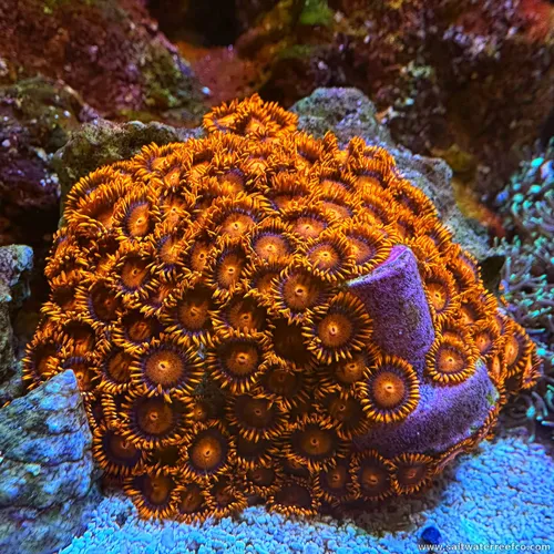 Coral Reef Aquariums