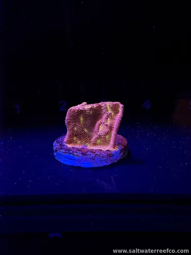 Coral Reef Aquariums