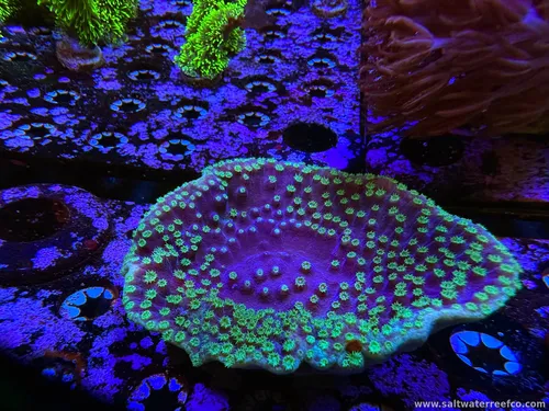 Coral Reef Aquariums