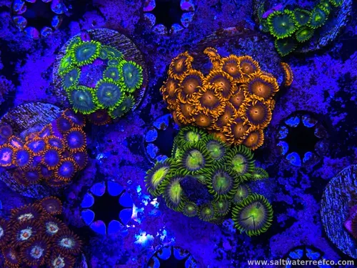 Coral Reef Aquariums