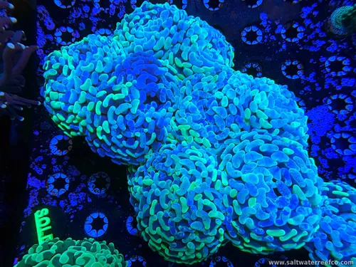 Coral Reef Aquariums