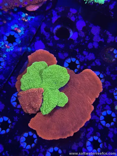 Coral Reef Aquariums