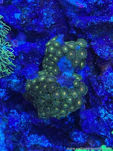 Coral Reef Aquariums