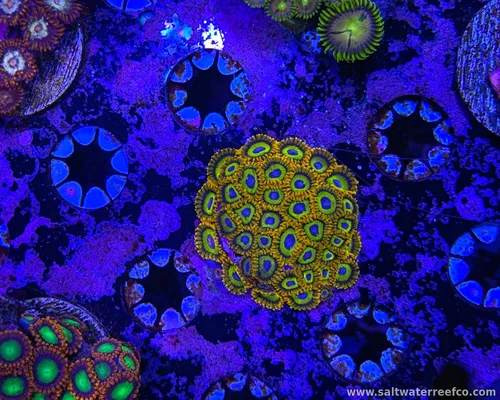 Coral Reef Aquariums