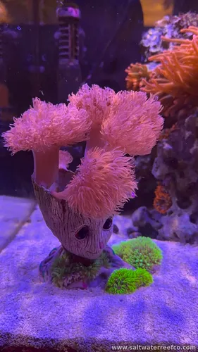 🌿 Fully Established Coral Groot Displays 🌿