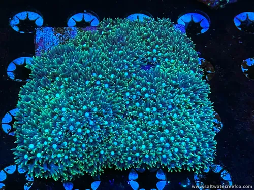Coral Reef Aquariums