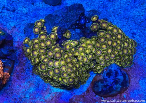 Coral Reef Aquariums