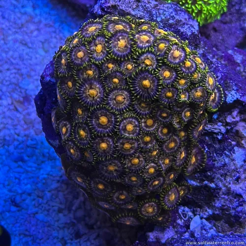 Coral Reef Aquariums