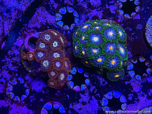 Coral Reef Aquariums