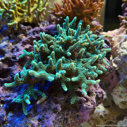 Coral Reef Aquariums