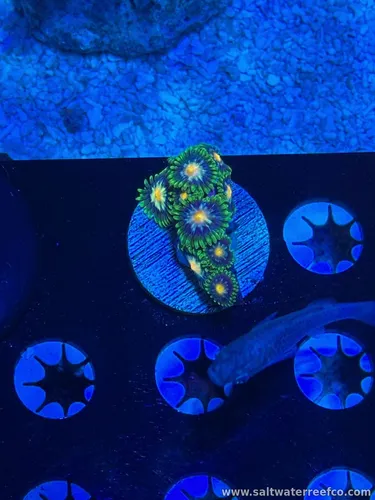 Coral Reef Aquariums