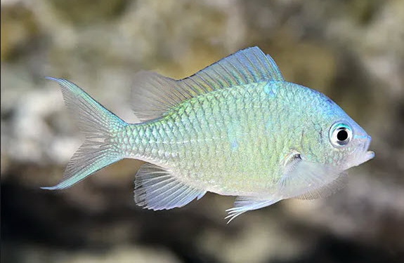 Damsels and Chromis