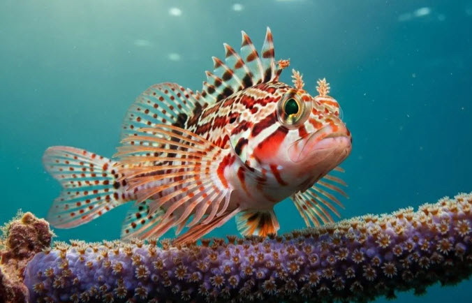 Hawkfish