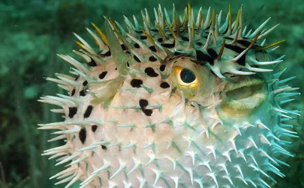 Puffers