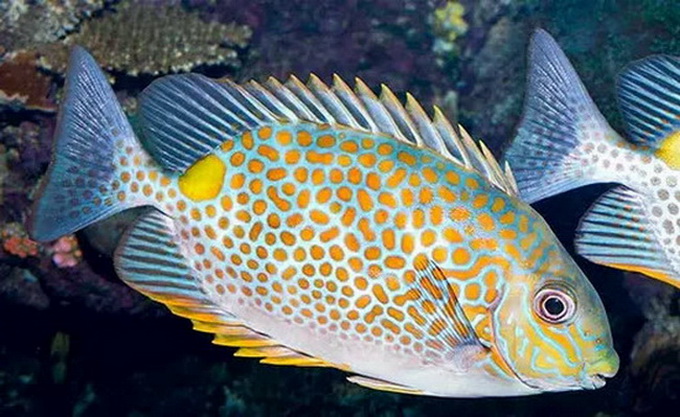 Rabbitfish