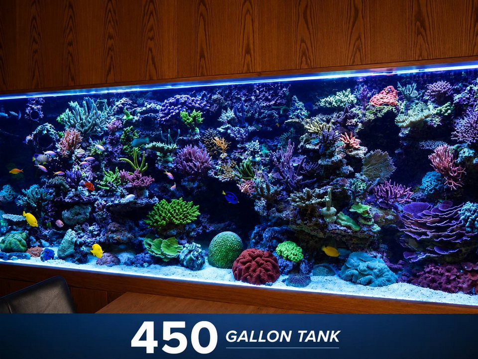 SaltwaterReefCo, aquarium installation, maintenance, IL