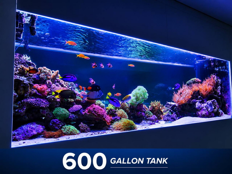 SaltwaterReefCo, aquarium installation, maintenance, IL